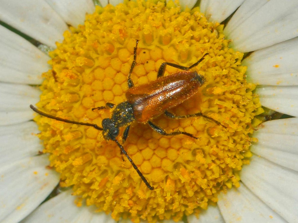 Cerambycidae da determinare